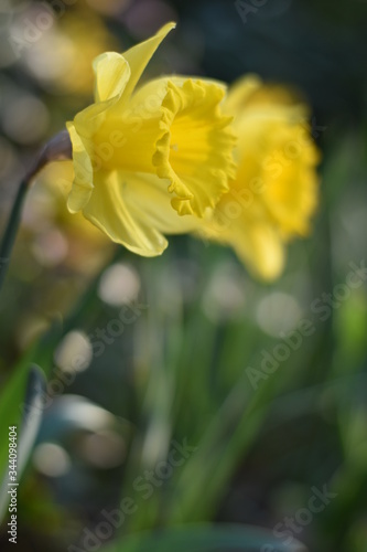 Fototapeta Naklejka Na Ścianę i Meble -  Narzissen (Narcissus)