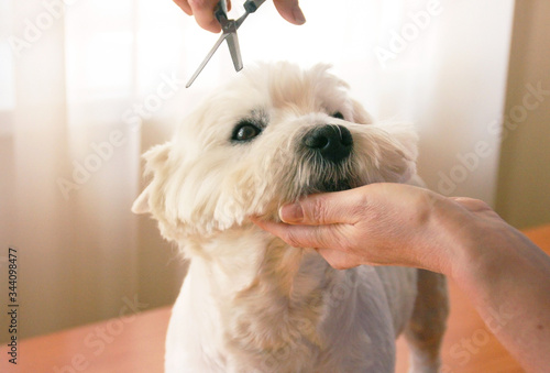 Female groomer hand cutting hair of the white dog. 