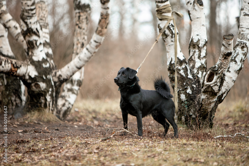 Beautiful black dog runs through the autumn forest with a stick Beautiful black dog runs through the autumn forest with a stick