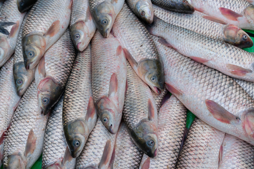 Fototapeta premium The rohu, rui, or roho labeo (Labeo rohita) is a species of fish popular in India for it's taste. displayed for sale at Territy Bazar, Kolkata, West Bengal, India..