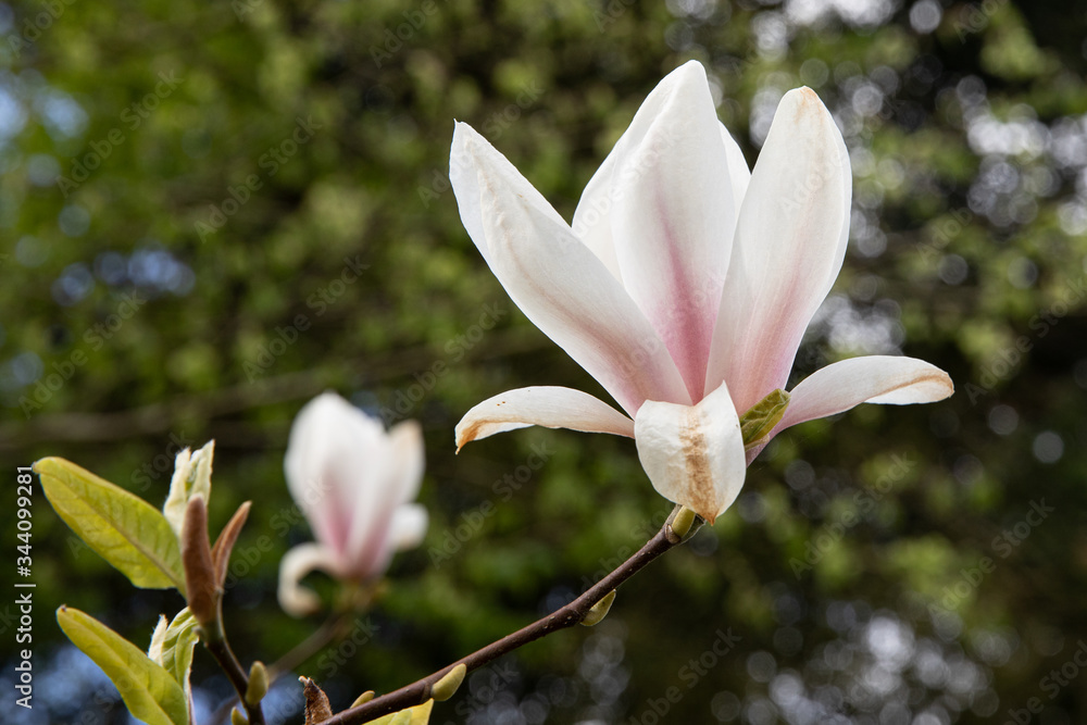 Fototapeta premium Magnolia Flower blooming in the spring