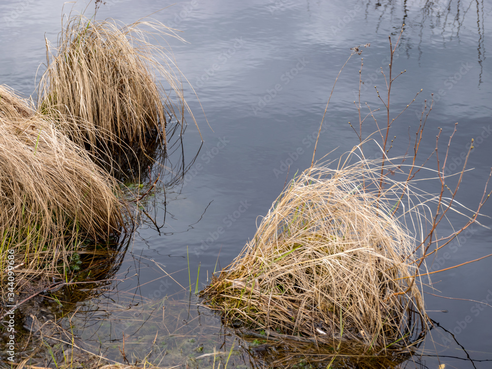 picture with bog texture, fragments of bog plants