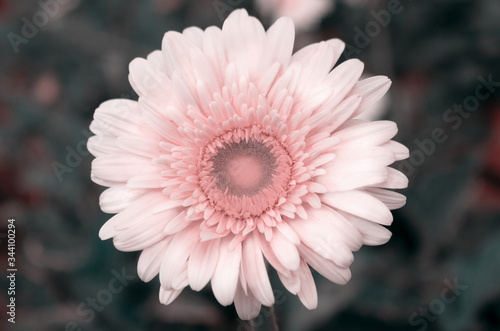 Fototapeta Naklejka Na Ścianę i Meble -  Close-up of a white  gerbera flower on a dark background
