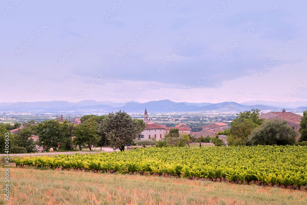 Naklejka premium Winnica w pobliżu Barjac w letni dzień. Plantacja winorośli