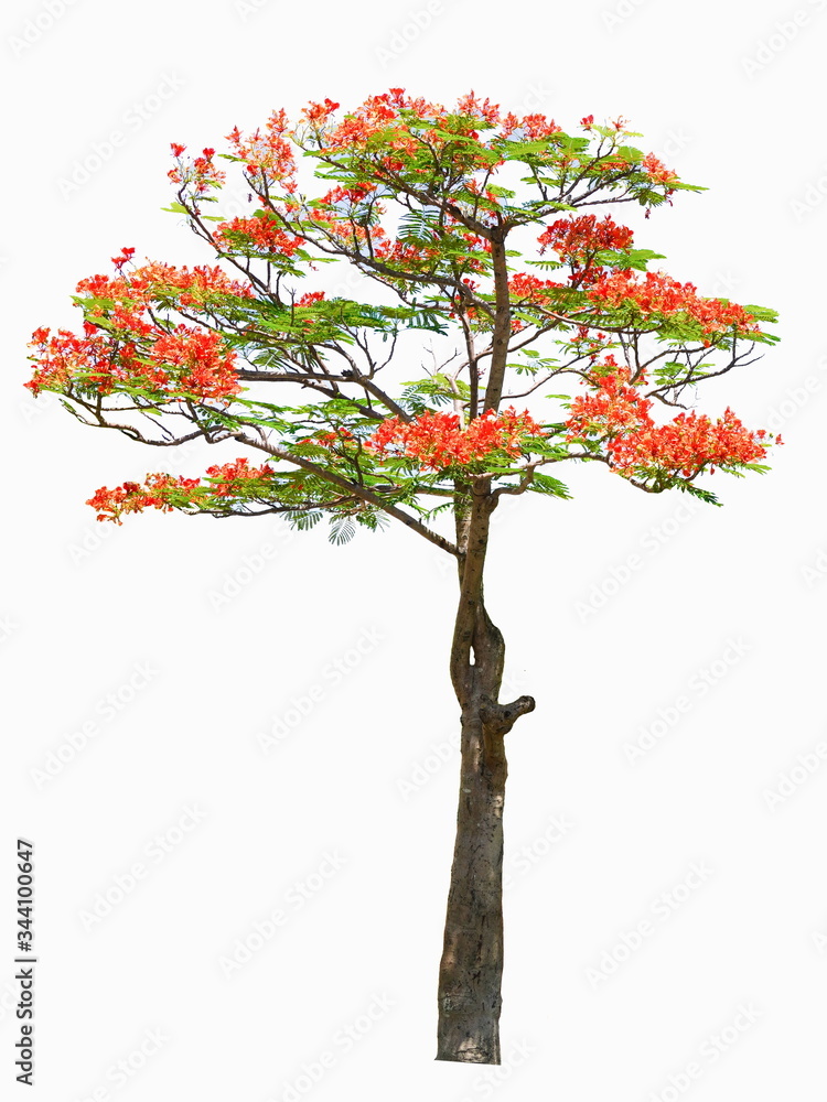 red flame tree blooming on white isolated background