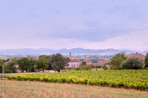 Vineyard near Barjac at summer day. A plantation of grapevines