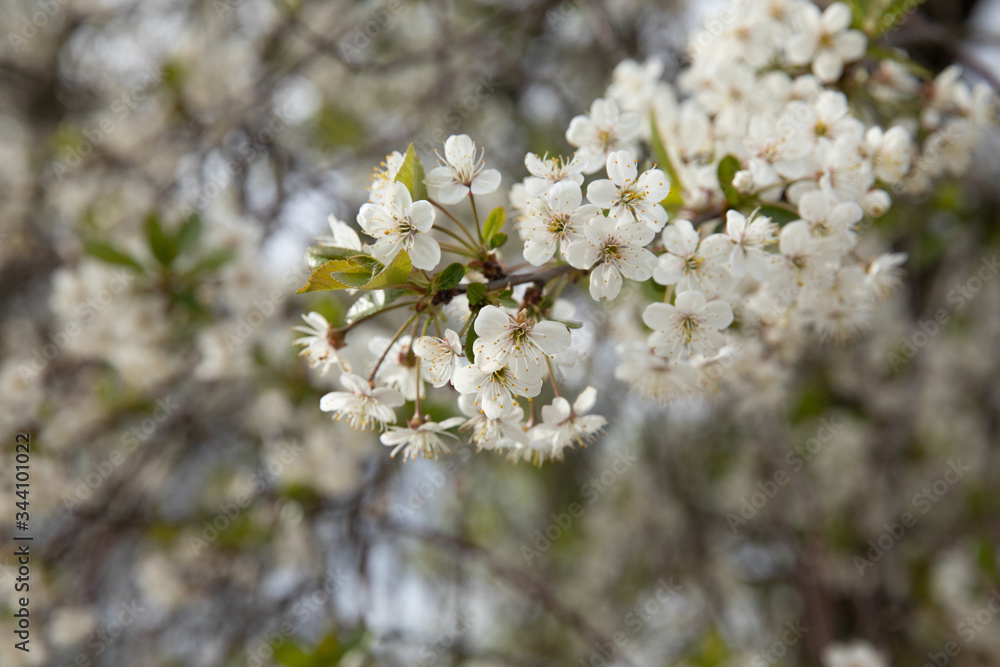 trees blooming in the spring trees blooming in the spring