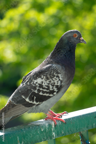 An upset and focused male pigeon sits on the balcony railing and looks out for her new born chicks after a crow attack on its nest. Blurry green trees in the background.