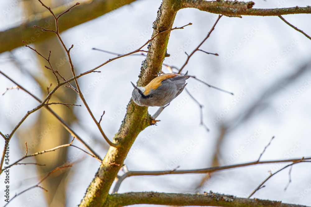 A nuthatch close up of the bird perched on a thick branch facing