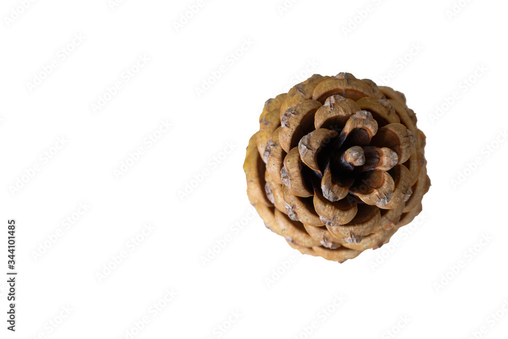 pomme de pin fête noël seul groupé unique fond blanc gros plan pomme de pin fête noël seul groupé unique fond blanc gros plan