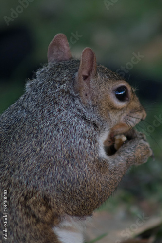 Close up of squirrel eating nuts