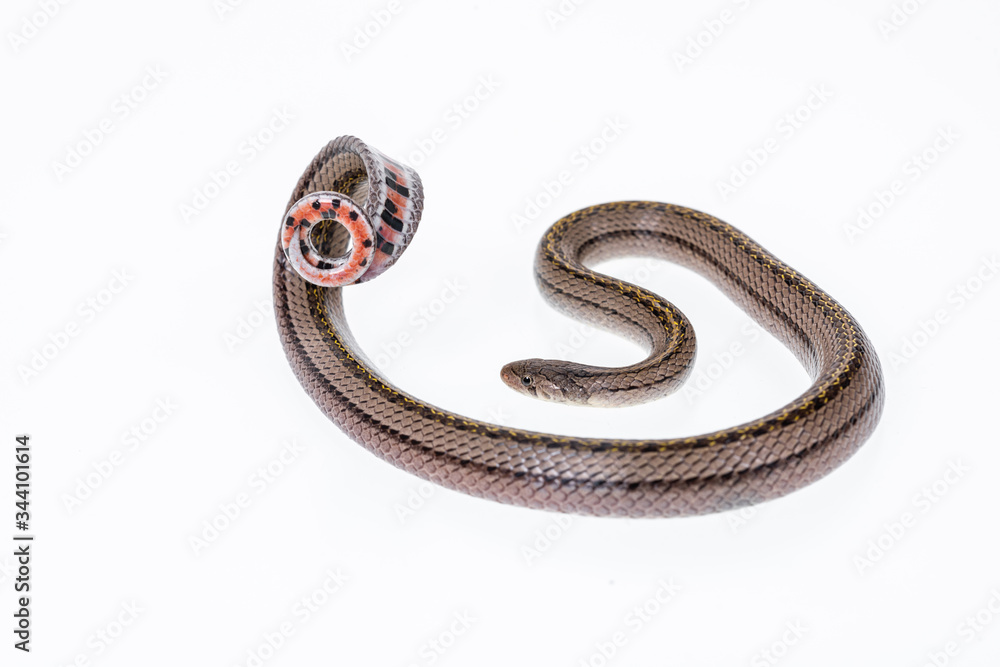 Obraz premium Striped kukri Snake on white background, Scientific name:Oligodon taeniatus, snake of Thailand