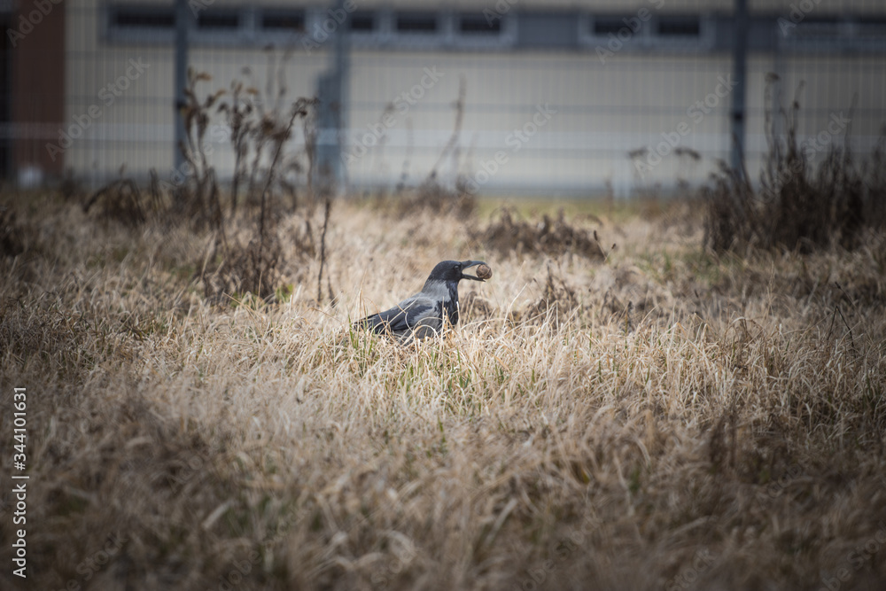 gray crow looking in the grass nuts gray crow looking in the grass nuts