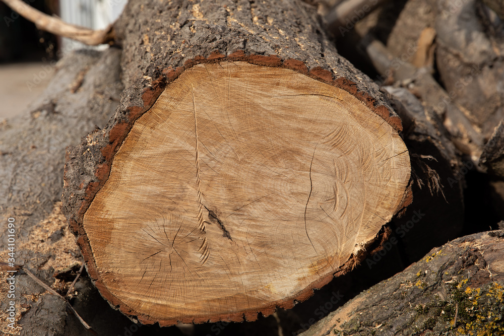 old tree trunk as a nice background