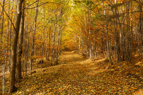 Fall forest landscape. Fallen fall leaves covering the ground and forest fall trees under soft sunlight, colorful sunny fall forest nature. Forest fall,forest fall yellowed trees in sunny fall evening
