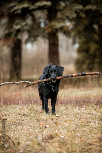 Beautiful black dog runs through the autumn forest with a stick