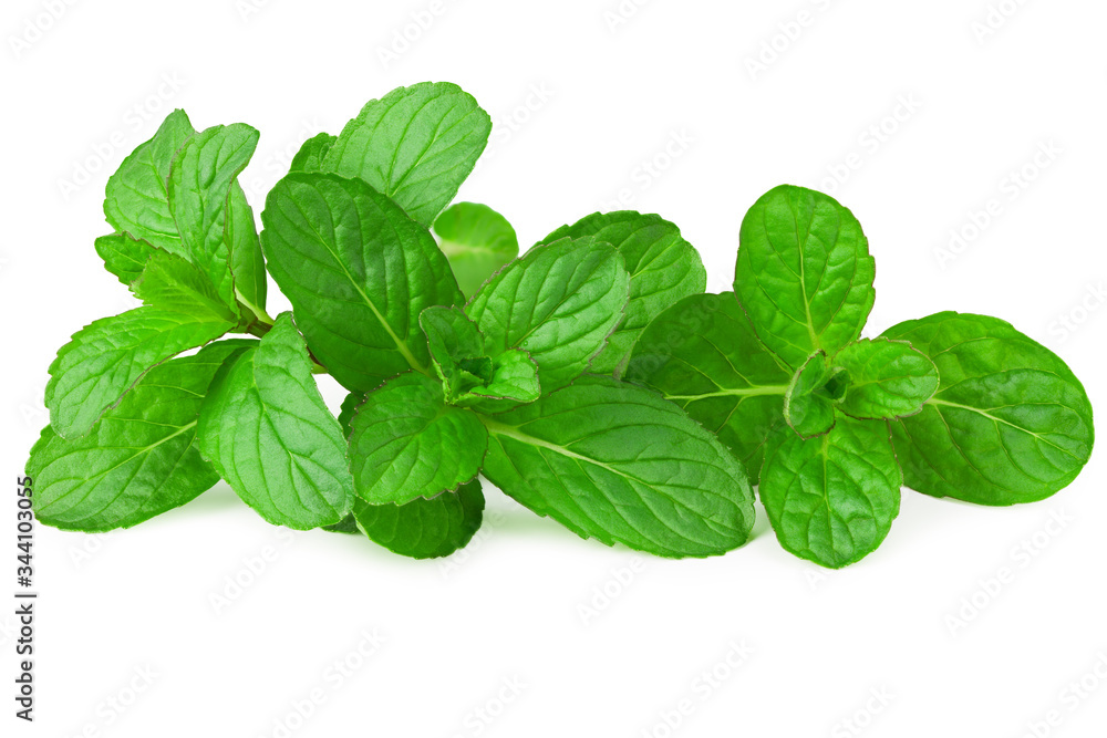 Fresh mint plant isolated on white background Fresh mint plant isolated on white background