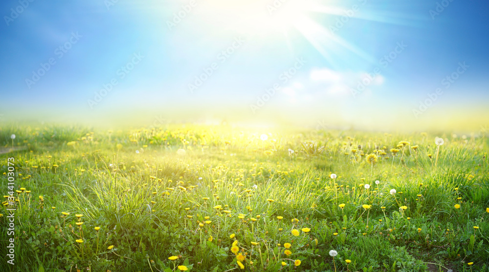 Beautiful meadow field with fresh grass and yellow dandelion flowers in nature against a blurry blue sky with clouds. Summer spring natural landscape.