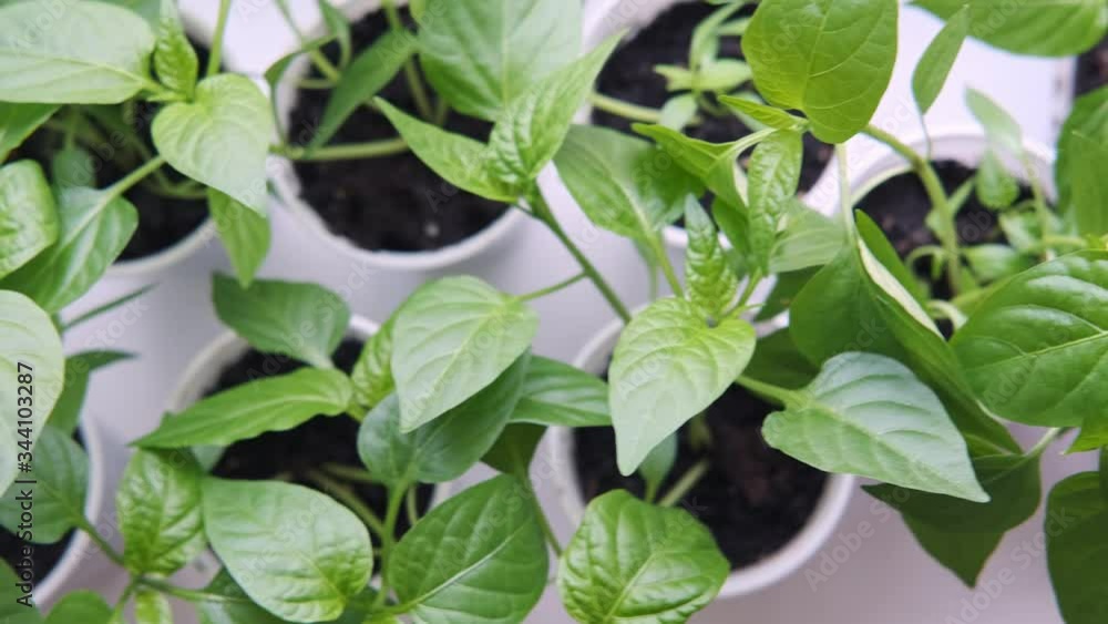 Seedlings of vegetables in white cups on the windowsill in the apartment. The view from the top Seedlings of vegetables in white cups on the windowsill in the apartment. The view from the top