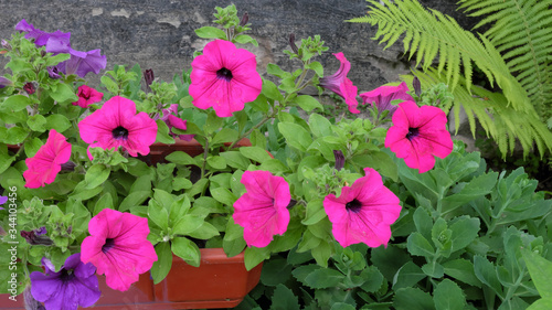 Pink flowers of surfinia. Beautiful home plants. Petunia.