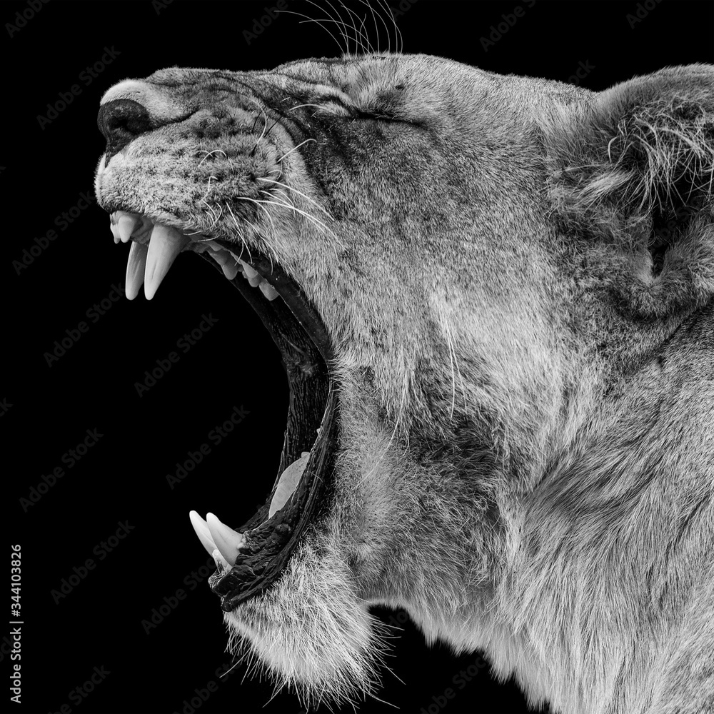roaring lion female isolated on black background Stock Photo ...