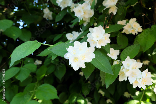 Beautiful jasmine flowers are blooming on the branches.