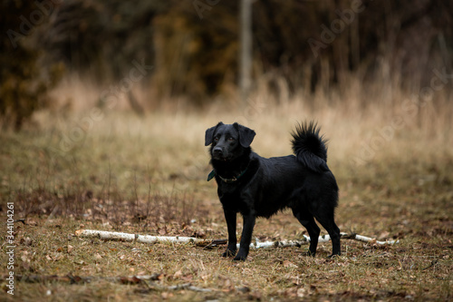 Beautiful black dog runs through the autumn forest with a stick