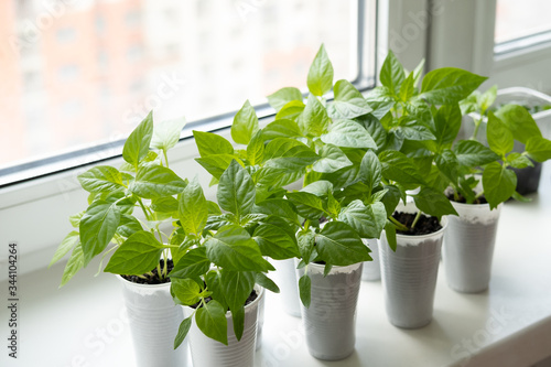 Vegetable seedlings on the windowsill in the apartment