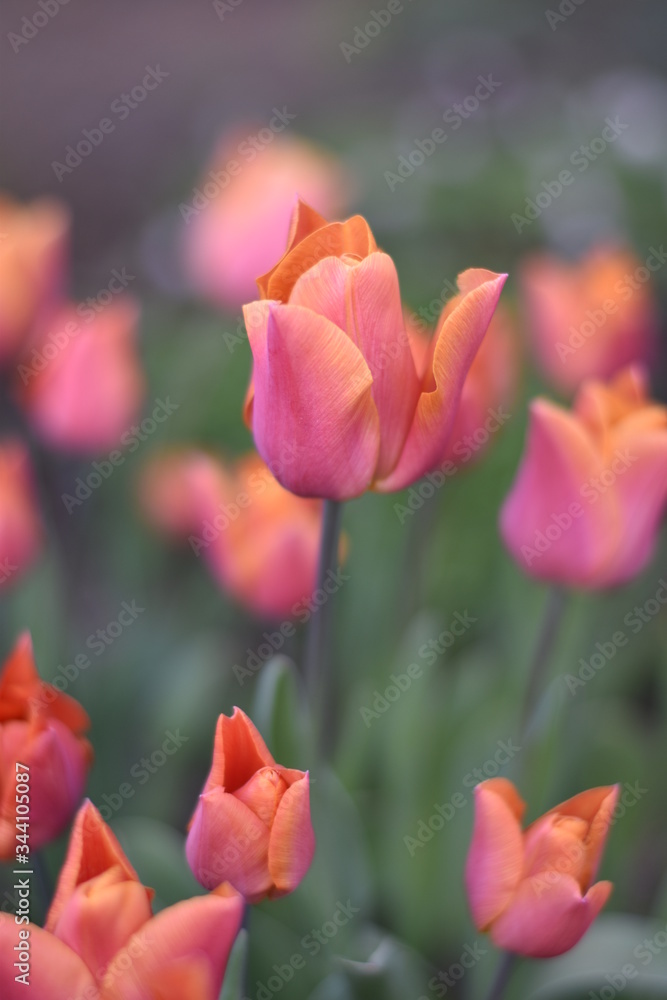Blühende Tulpen (Tulipa) Blühende Tulpen (Tulipa)