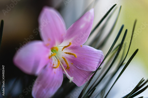 Habranthus robustus  zephyranthes  Brazilian copperlily  pink fairy Lily  rain Lily  grows in a pot on the windowsill. Macro shooting