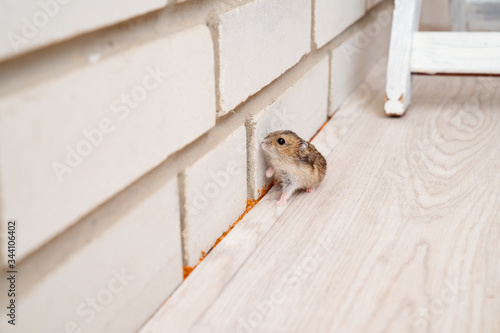 фотографія mice or hamsters run all over floor in house.