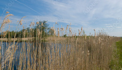 Reed and peetland. Moor. National Park Weerribben-Wieden Netherlands  Steenwijkerland. Spring. Overijssel.