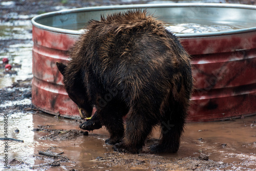 Black bear, Bearizona Wildlife Park, Williams, Arizona, USA photo