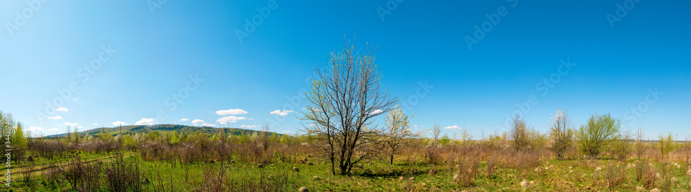 Greenery shrubs flower and trees in beautiful garden backyard, mountain on background under white fluffy clouds and vivid blue sky Greenery shrubs flower and trees in beautiful garden backyard, mountain on background under white fluffy clouds and vivid blue sky