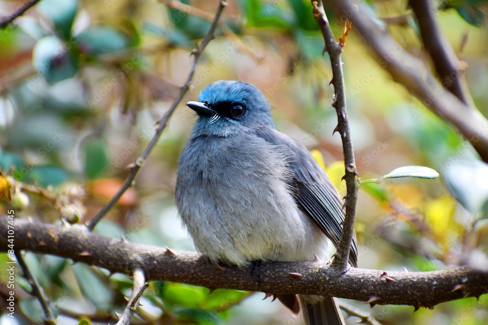 Sri Lanka Dull-blue Flycatcher, Horton Plains, Sri Lanka, Montane Cloud forests, Montane birds, Ornithology Sri Lanka Dull-blue Flycatcher, Horton Plains, Sri Lanka, Montane Cloud forests, Montane birds, Ornithology