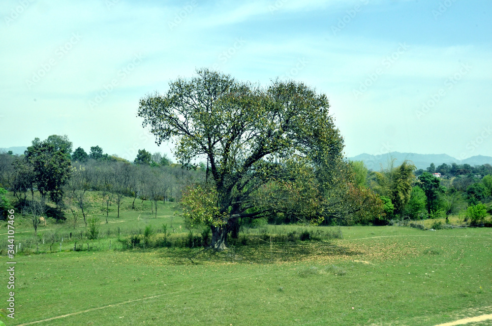 Ficus Regigiosa Tree in Forest of Himachal Pradesh India 10 Ficus Regigiosa Tree in Forest of Himachal Pradesh India 10