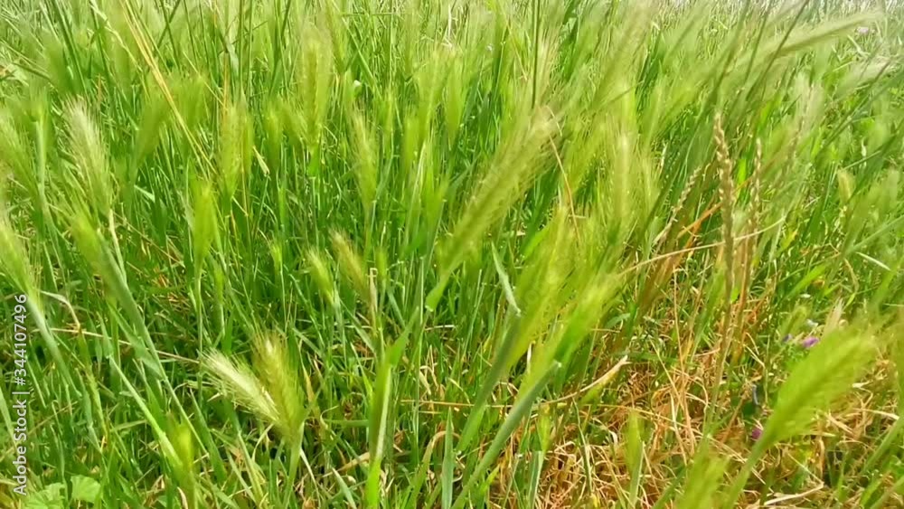 Wheat stalks blow in the wind Wheat stalks blow in the wind