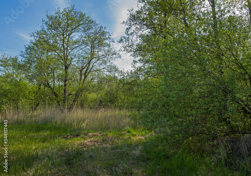 Forest. Alder tree. National Park Weerribben-Wieden Netherlands Steenwijkerland. Spring.