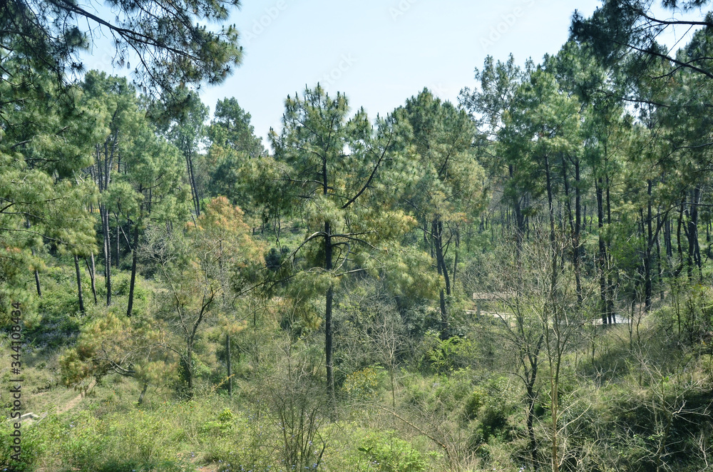 Landscape View of Forest in Himachal Pradesh India 04 Landscape View of Forest in Himachal Pradesh India 04