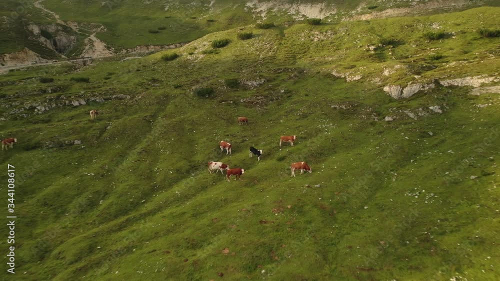 Cows grazing beside winding road in the Dolomites mountains, pull back aerial Cows grazing beside winding road in the Dolomites mountains, pull back aerial
