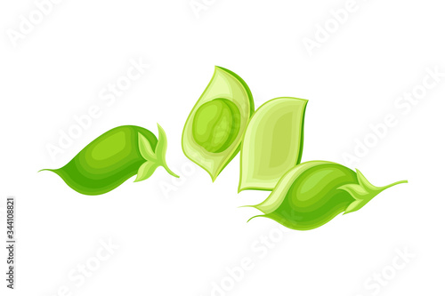 Green Pod of Chickpea as Annual Legume Plant with Green Proteinic Pea Inside Vector Illustration photo