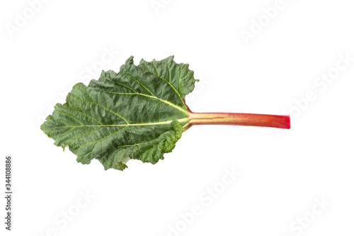 close up of green leaf of rhubarb fresh from garden isolated on white background with clipping path.