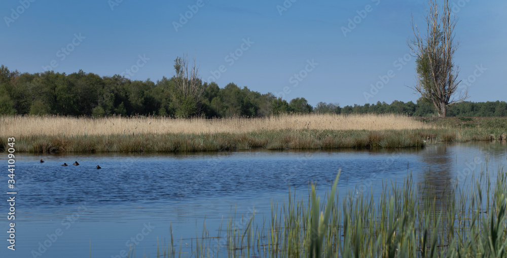 Canal. National Park Weerribben-Wieden Netherlands  Steenwijkerland. Spring.
