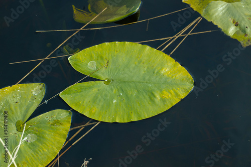 Plum leaf in water. National Park Weerribben-Wieden Netherlands Steenwijkerland. Spring.