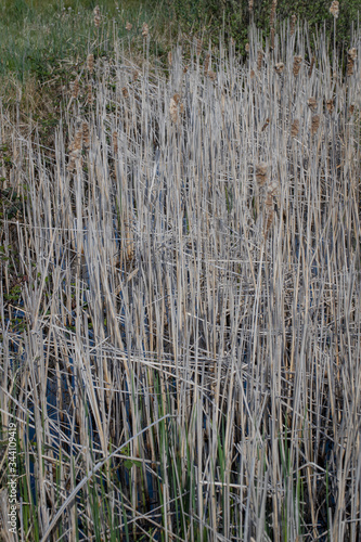 Reed at moor. National Park Weerribben-Wieden Netherlands Steenwijkerland. Spring.