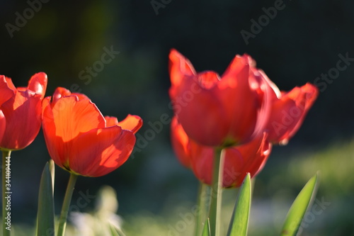 Bl  hende Tulpen  Tulipa 