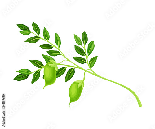 Green Pods of Chickpea Hanging on Stem as Annual Legume Plant Vector Illustration