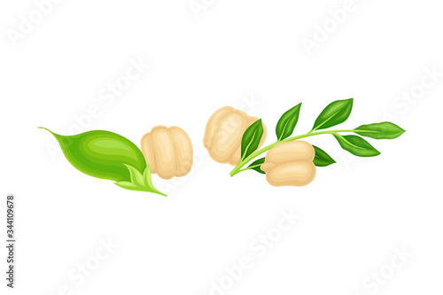 Chickpea Beige Pile with Green Pod as Annual Legume Plant Vector Illustration