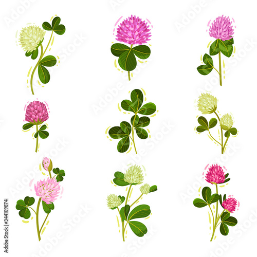 Clover or Trifolium Flowering Plant with Trifoliate Leaves and Flower Buds Vector Set