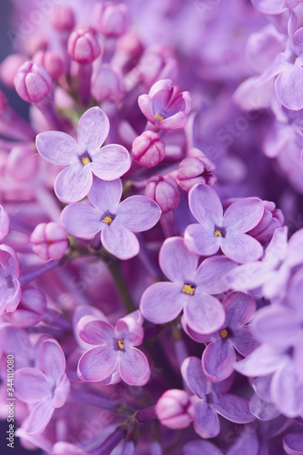 Purple lilac flowers. Closeup of common Lilac (Syringa vulgaris). © Melica